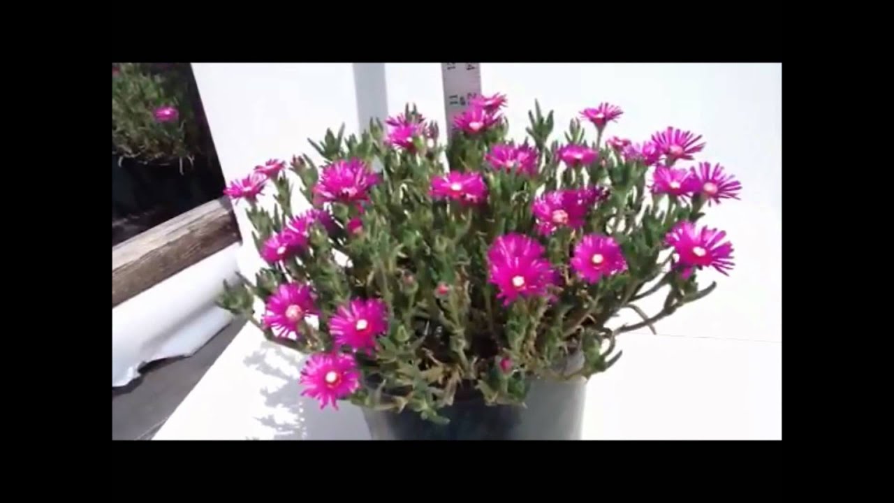 Best Flowering Perennials - Delosperma cooperi - Ice plant