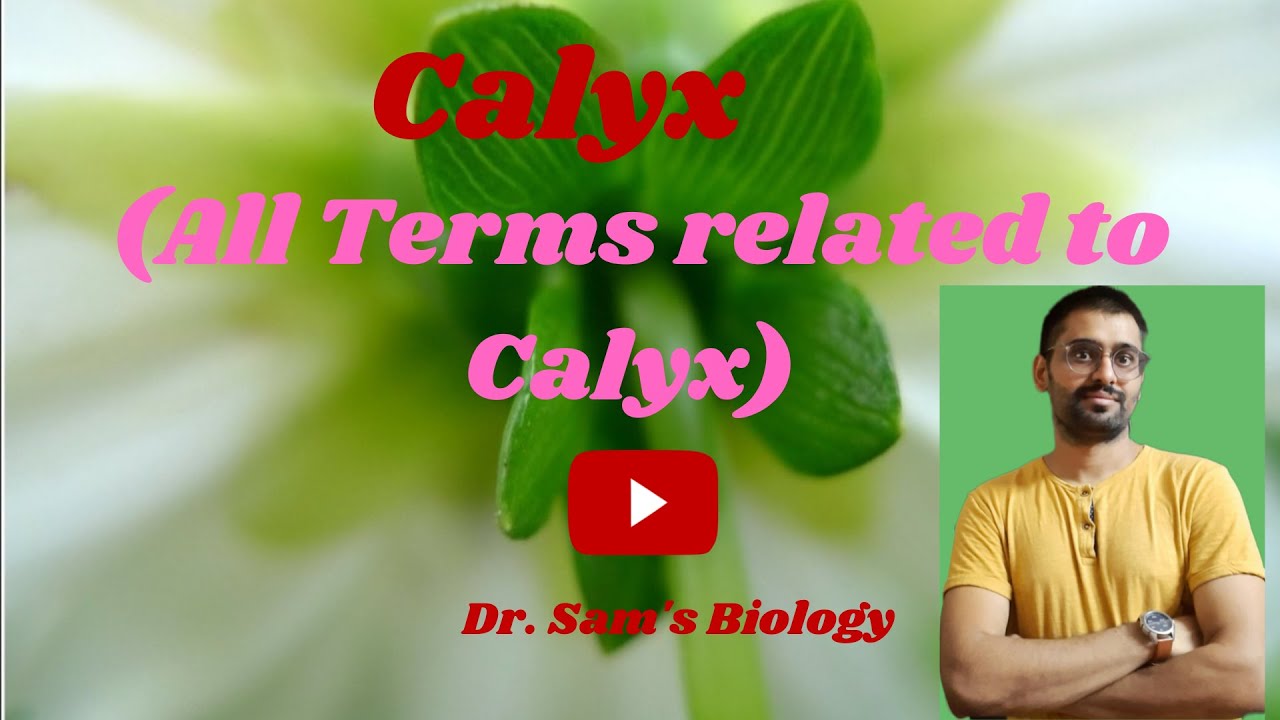Calyx- (All terms related to Calyx)