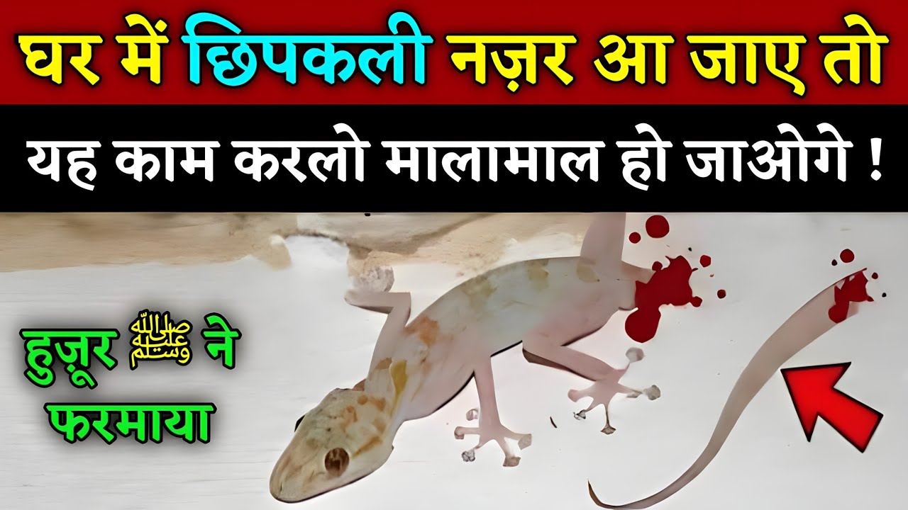 घर में छिपकली नज़र आ जाए तो क्या करना चाहिए ? हुज़ूर ﷺ ने फरमाया || Lizard In islam || Noore hadees