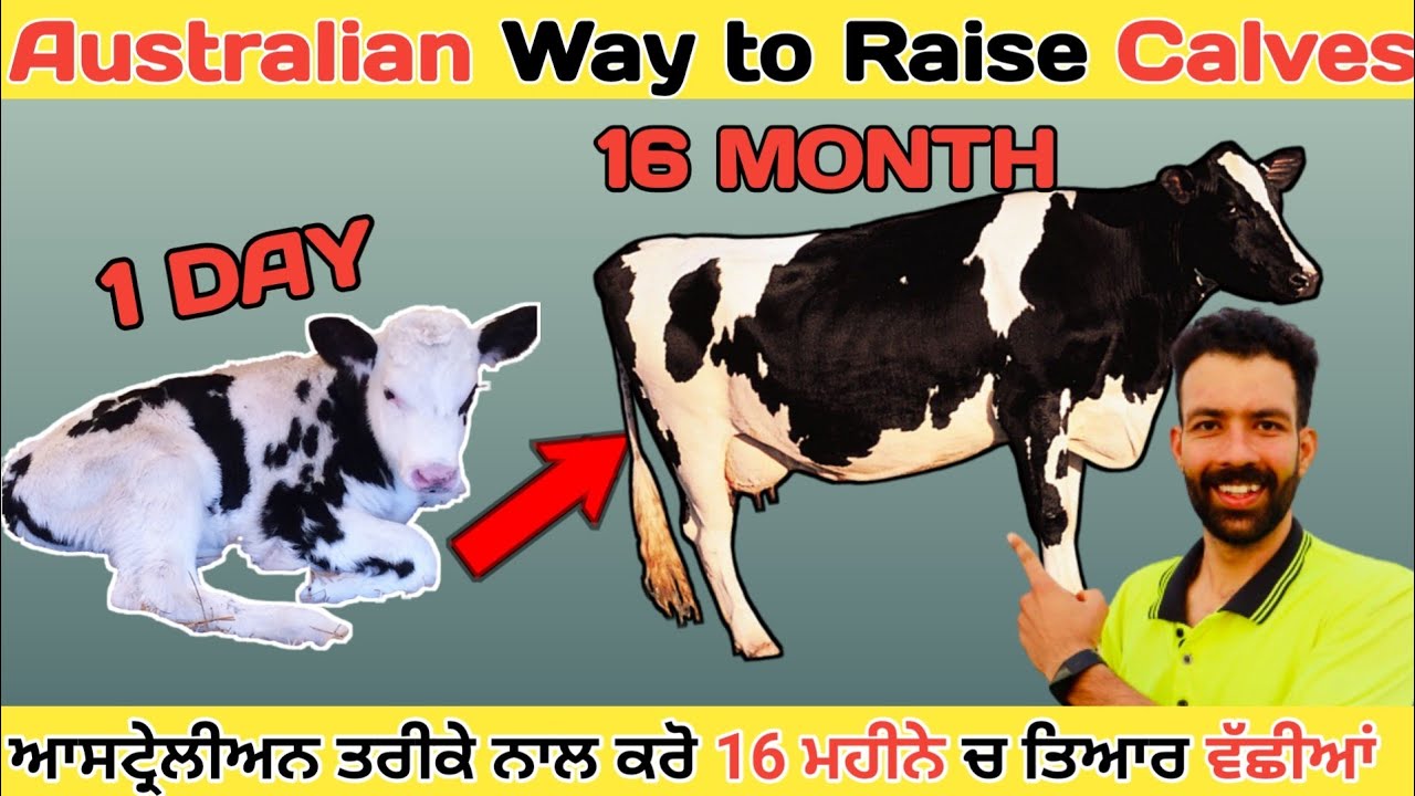 Australian way to raise calves | ਆਸਟ੍ਰੇਲੀਅਨ ਤਰੀਕੇ ਨਾਲ ਕਰੋ 16 ਮਹੀਨੇ ਚ ਤਿਆਰ ਵੱਛੀਆਂ | Dairy Farm