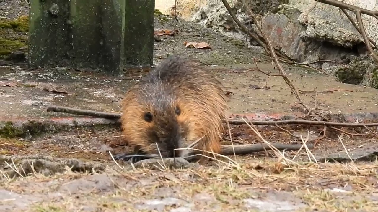 Nutrie říční, občas jí nechám na hrázi mrkev, nebo jablko.