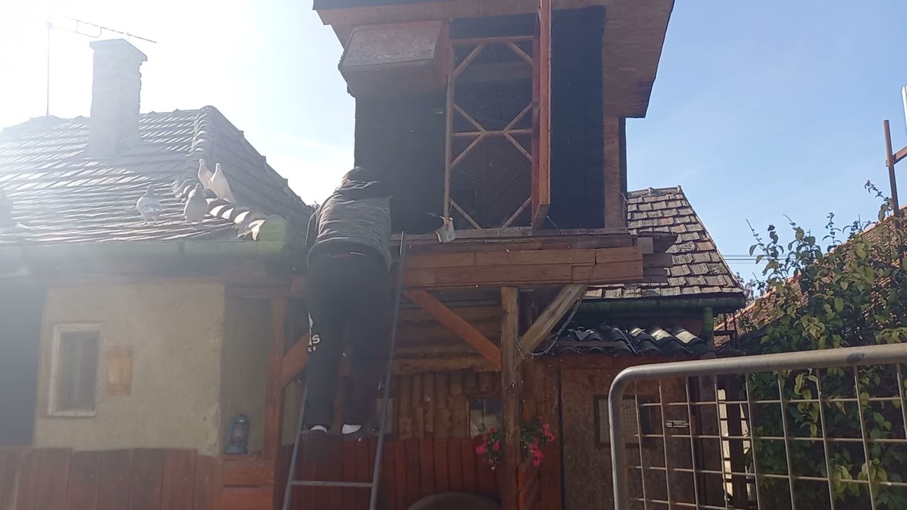 Galambos vide&oacute;: Galambok etet&eacute;se 2022.10.23.