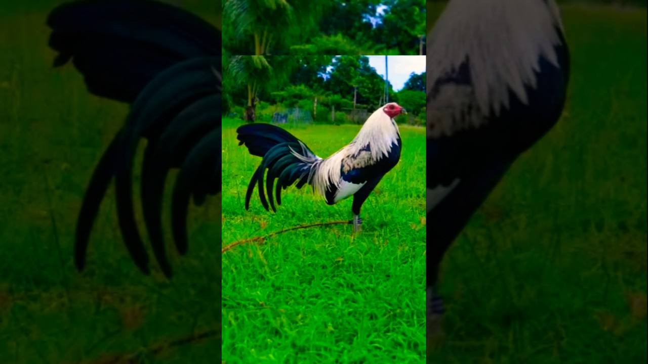 tornado hatch grey #rooster