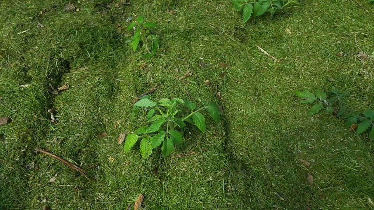 Šiltnamio mulčiavimas. Mulčio nauda.