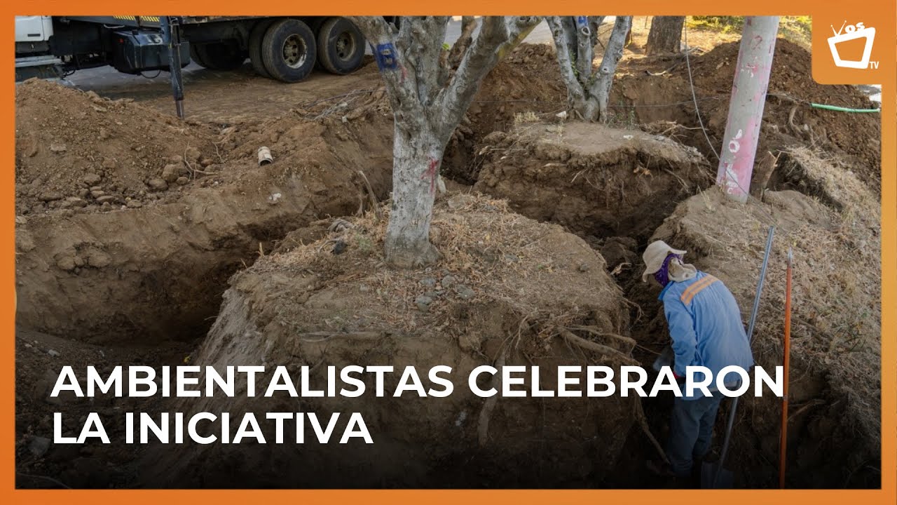 Trasplante de árboles fortalecerá paisaje y biodiversidad en Managua