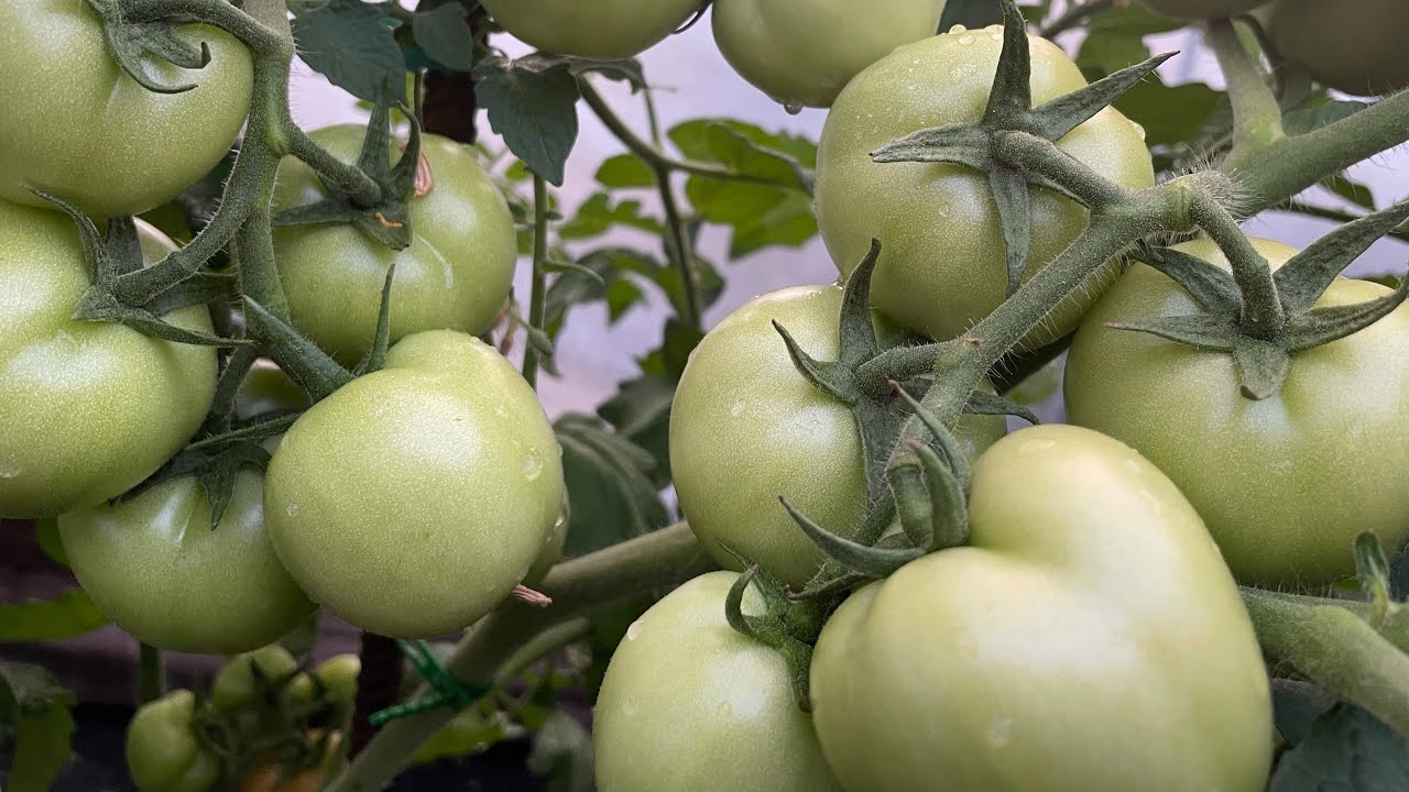 ВИТАМИННАЯ БОМБА ДЛЯ ТОМАТОВ! УВЕЛИЧИВАЕТ И УСКОРЯЕТ СОЗРЕВАНИЕ ПЛОДОВ В 2 РАЗА!