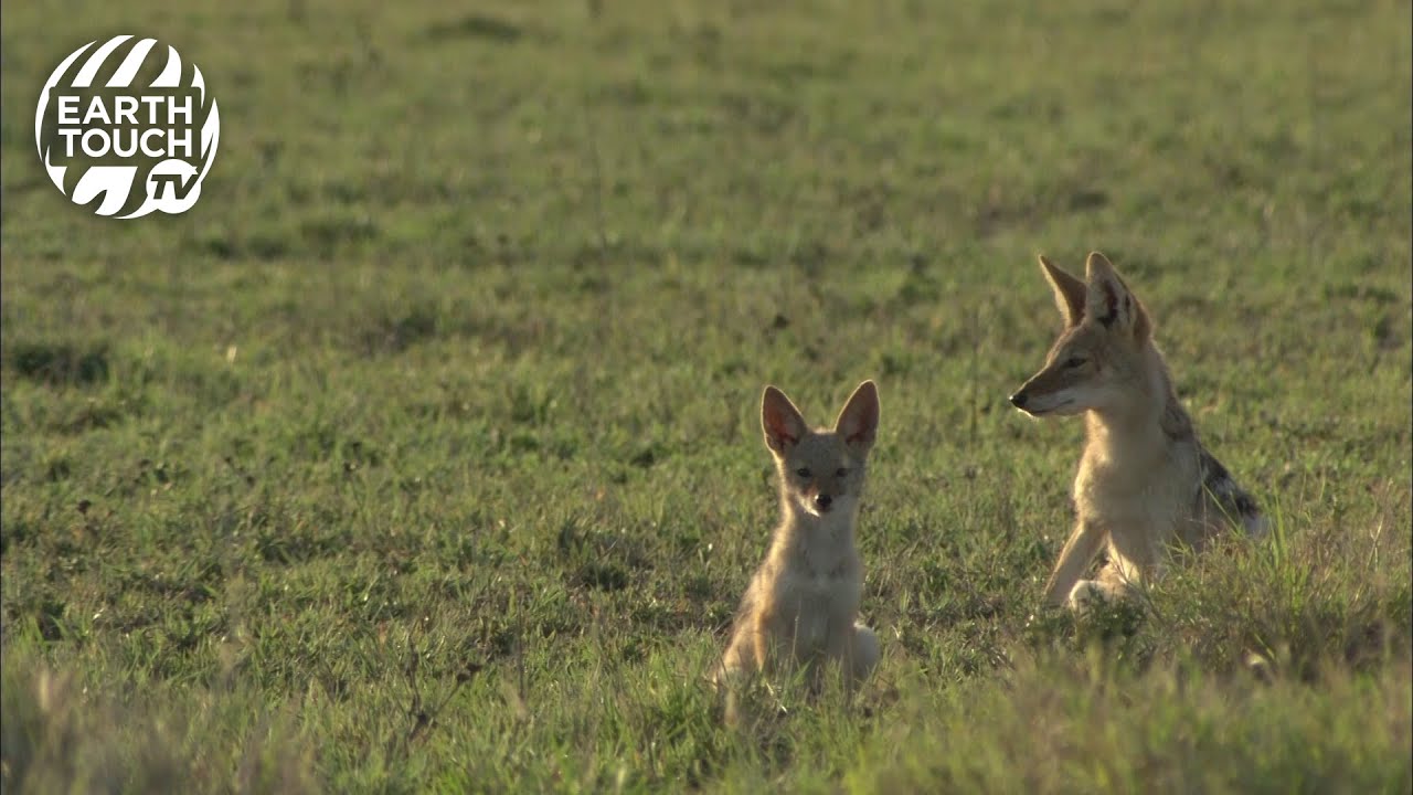 Jackal pups explore their surroundings