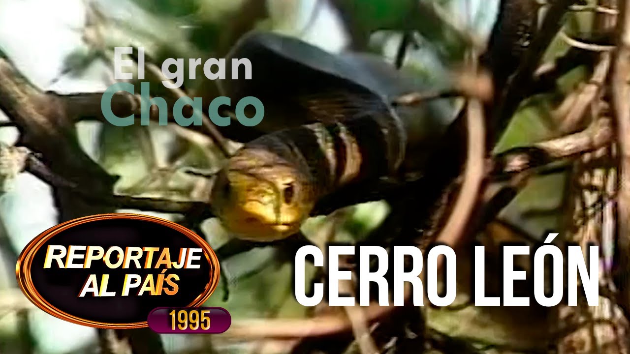 PROGRAMA 66 - EL GRAN CHACO - CERRO LEÓN