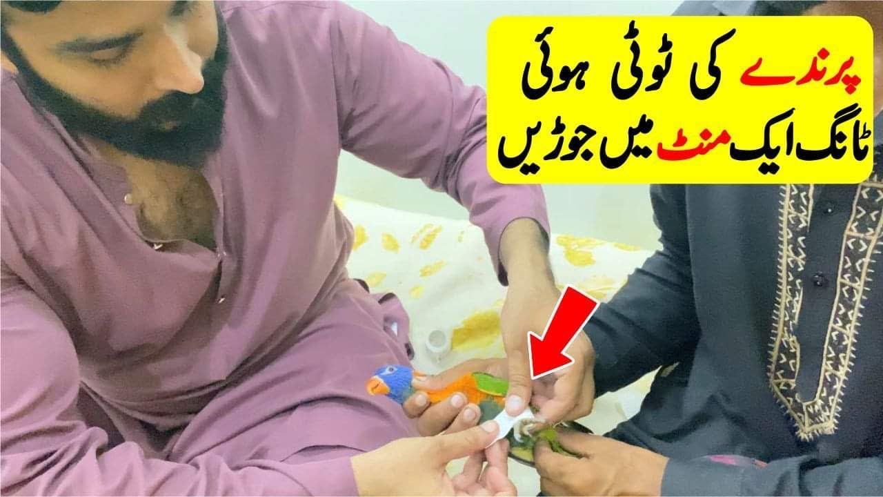 How To Fix Birds Broken Leg Treatment At Home|Parrot Leg Fracture Care & Treatment|