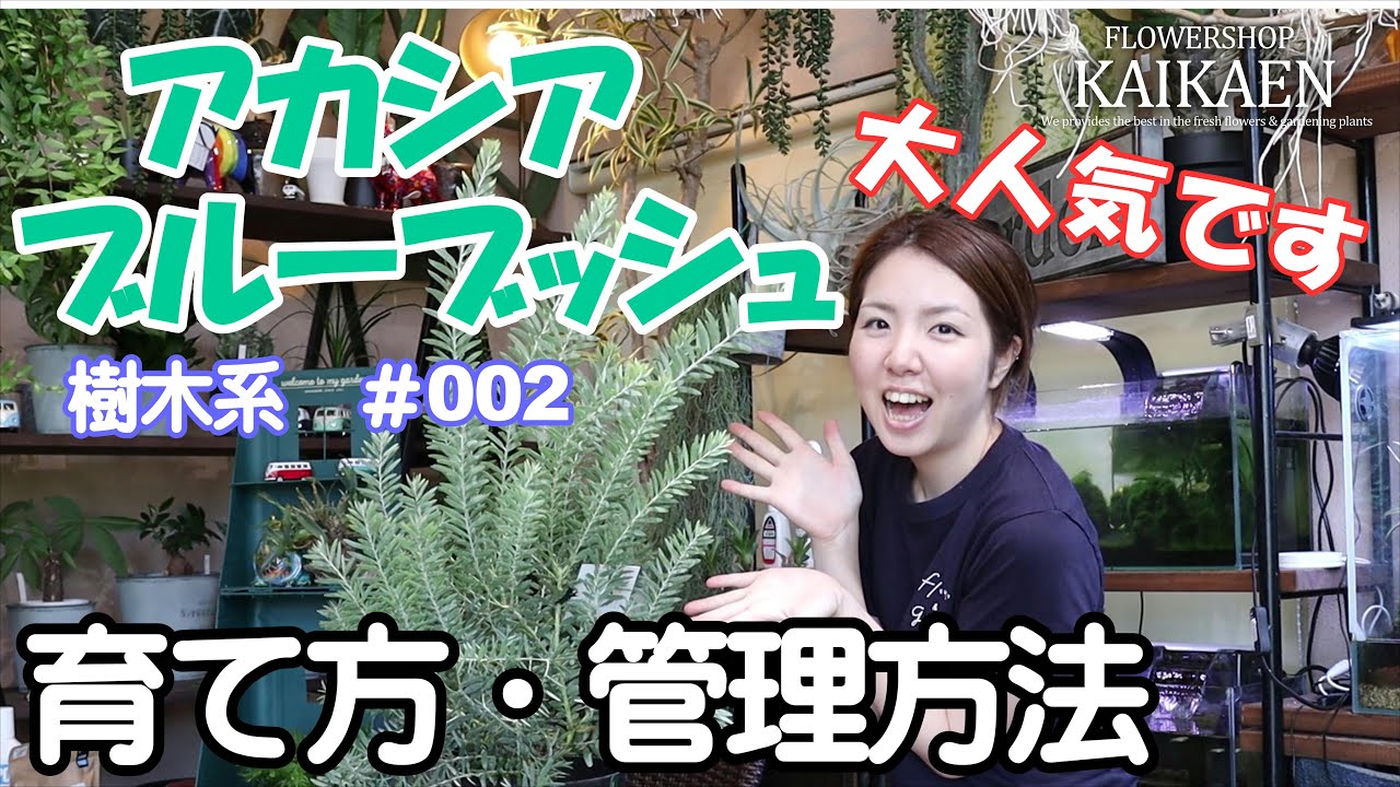 アカシア  ブルーブッシュ　大人気　樹木系　＃002　育て方・管理方法【おうちでガーデニング】開花園チャンネル