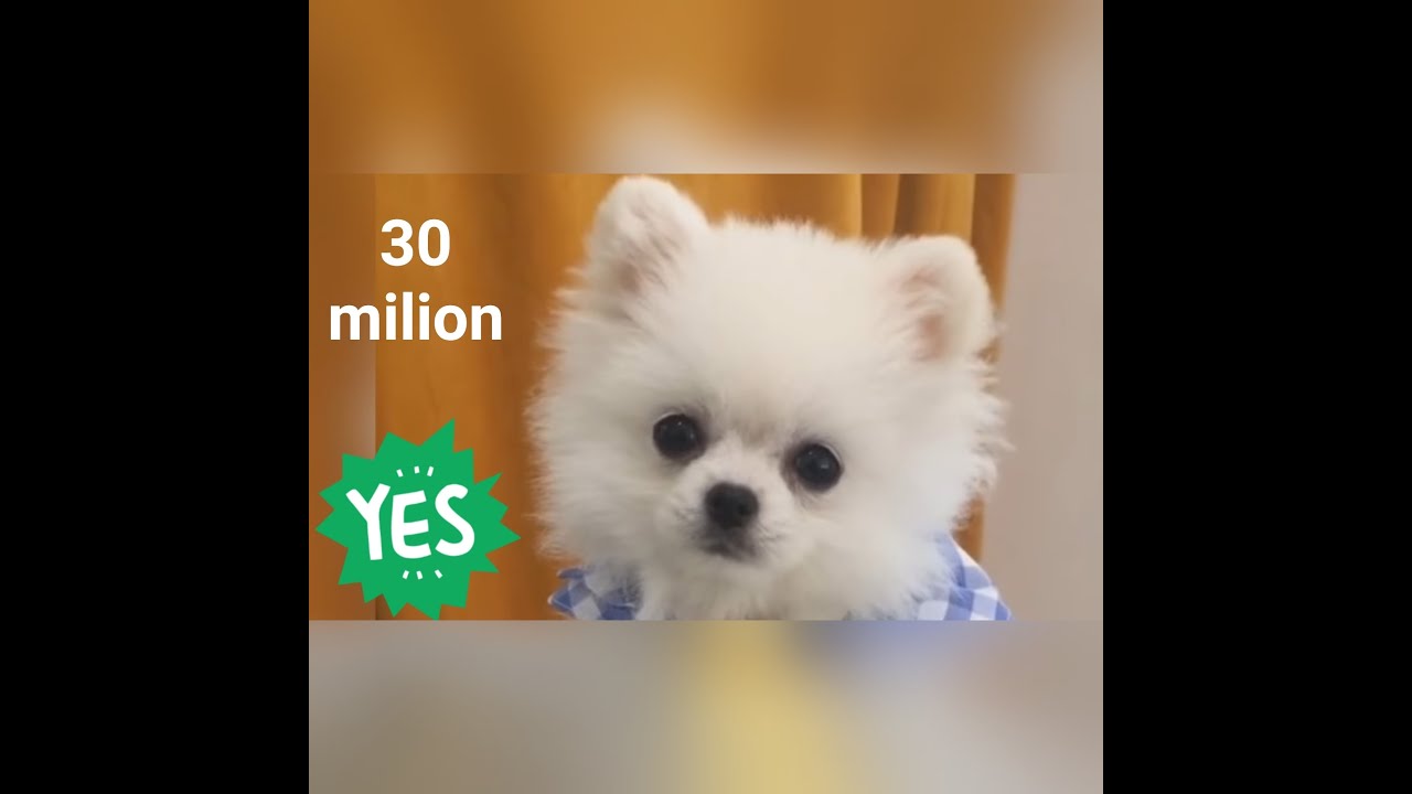 Der wahrgenommenste Kontakt Hund der Welt