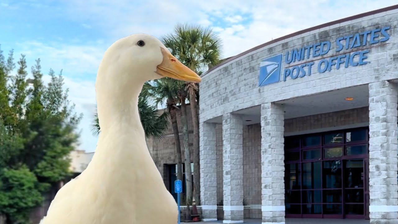 I took my duck to the Post Office