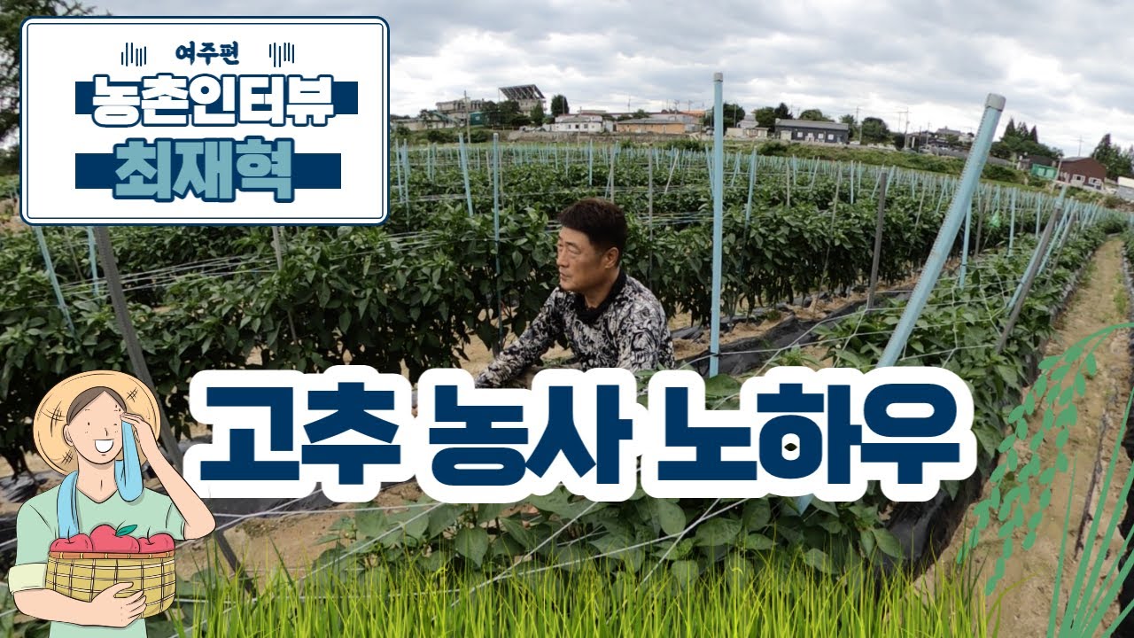 고추 1000평이면 얼마 버나요? | 비 올 때 고추 관리 방법 | 농민 인터뷰 | 고추 수입 | 고추 연매출