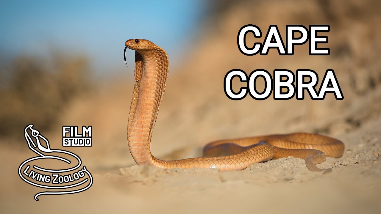 Cape cobra, one of the most venomous cobras in Africa, colorful snake, cobra vs. meerkats