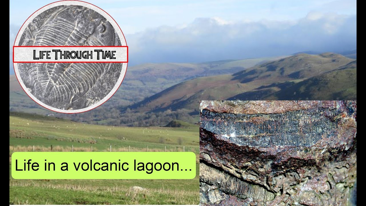 Life in an Ordovician volcanic lagoon - a new site in the Builth-Llandrindod Inlier
