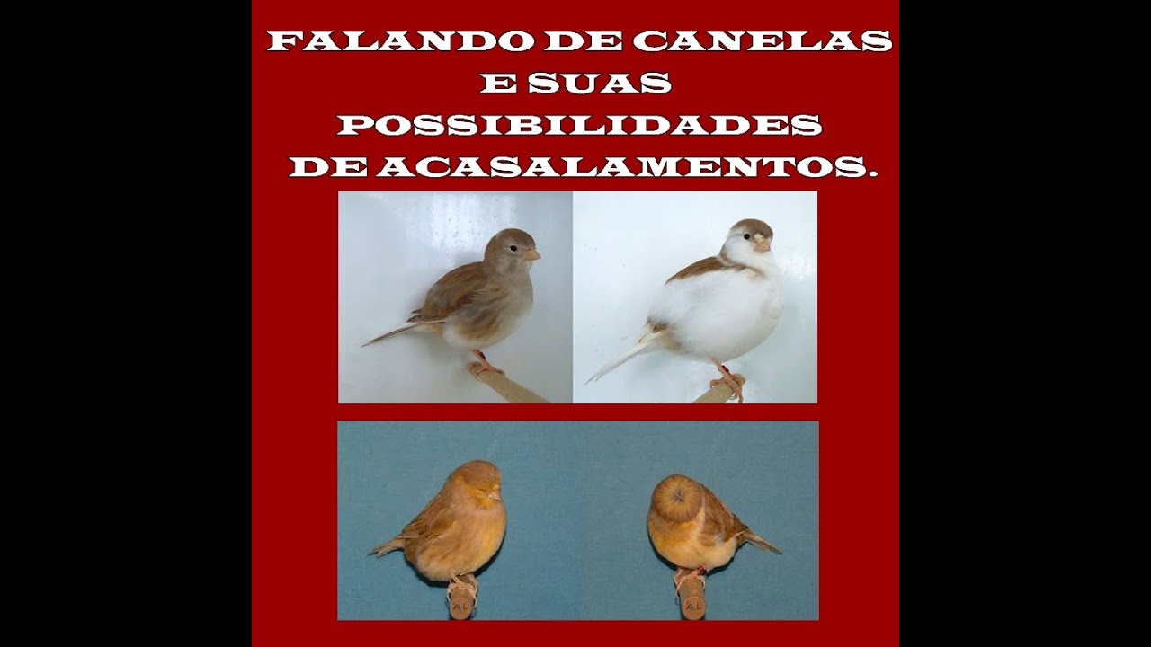 Canários Canelas e seus Acasalamentos.