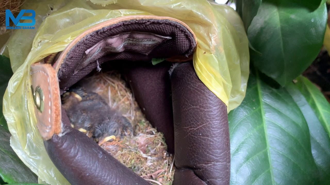 Robin birds made a nest in my Boots 🥾