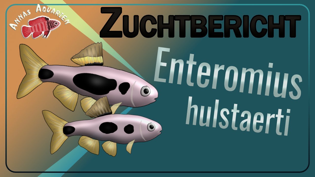 Nachzucht der Schmetterlingsbarben (Enteromius hulstaerti) im Keilbecken - ein Zuchtbericht