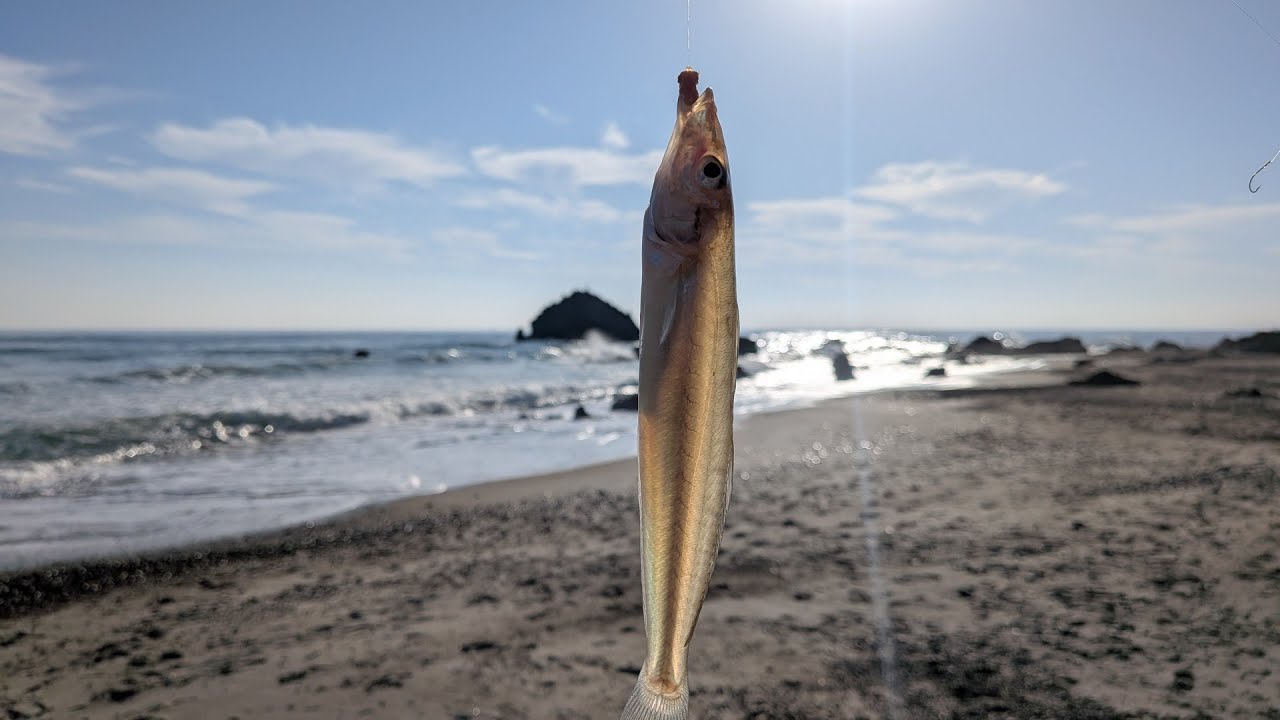 爆釣の報告で余裕の表浜キスの投げ釣り！のはずだったのだが。