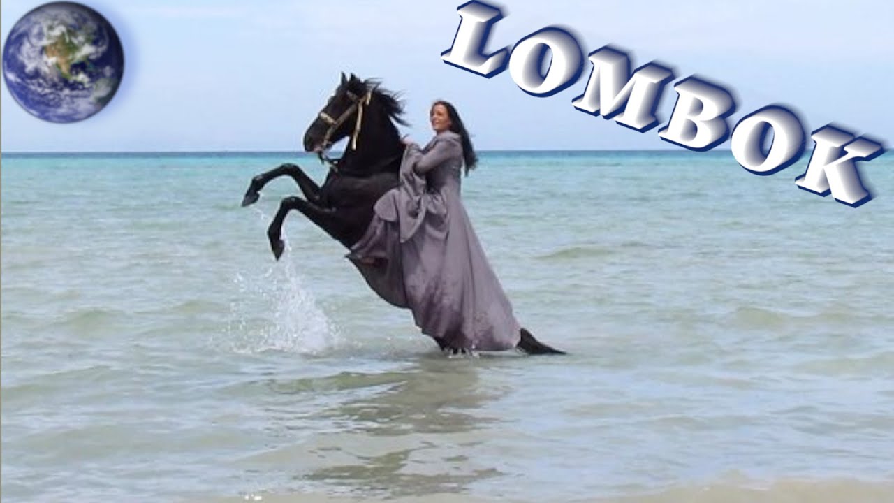 TOP Beautiful Lombok Horse in the World!