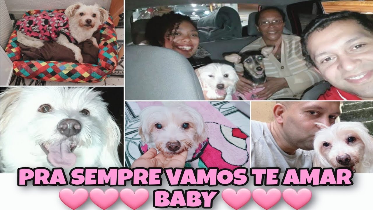 ESTAMOS ARRASADOS 😭 PRA SEMPRE VAMOS TE AMAR  🩷Baby🩷 FILHOTA.
