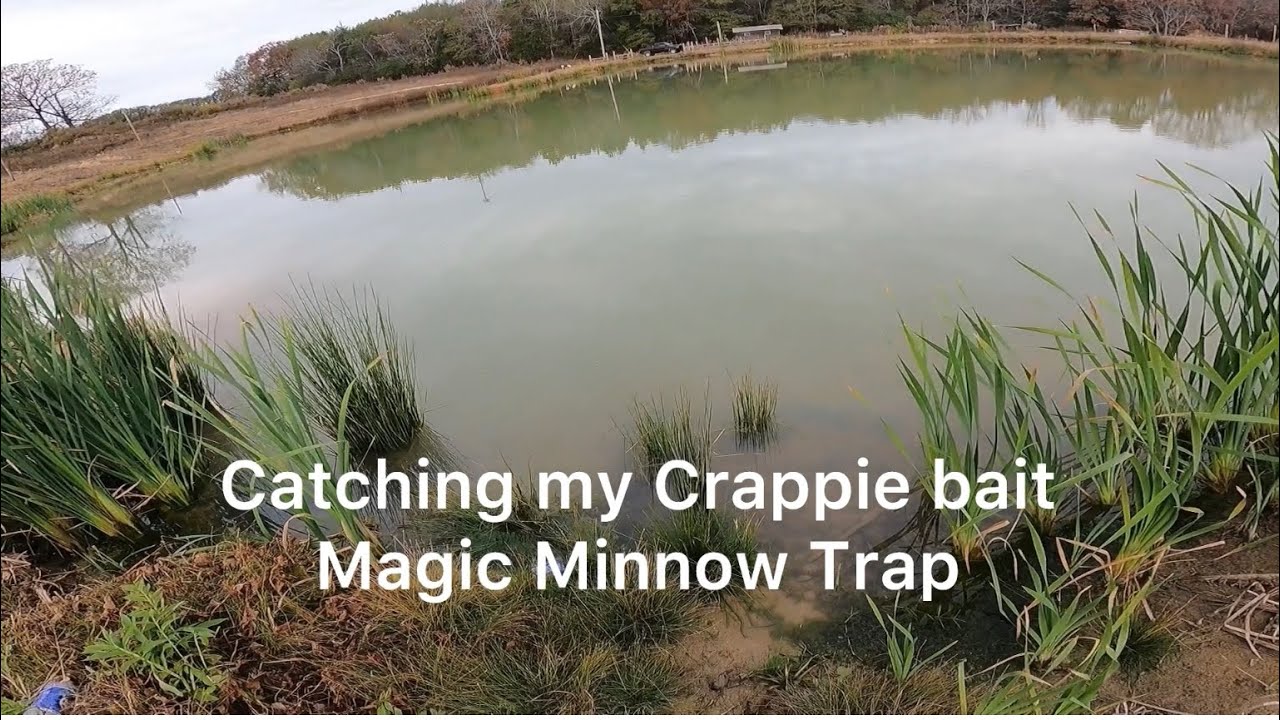 Magic Minnow Trap ( Catching my Crappie bait)