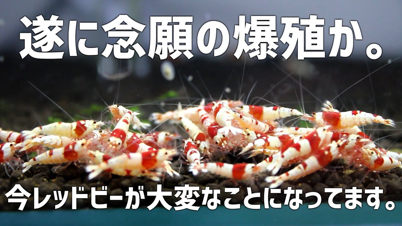 止まらない！レッドビーシュリンプが爆殖する環境が整った驚きの水槽がコチラ。#745【アクアリウム】