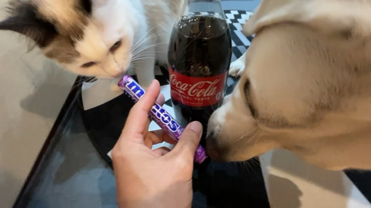 メントスが許せない子猫すーちゃん