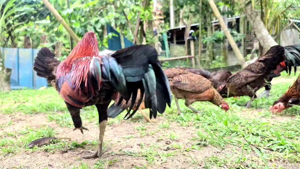 Dominant rooster grabbing food @EverydayHappyVideo 