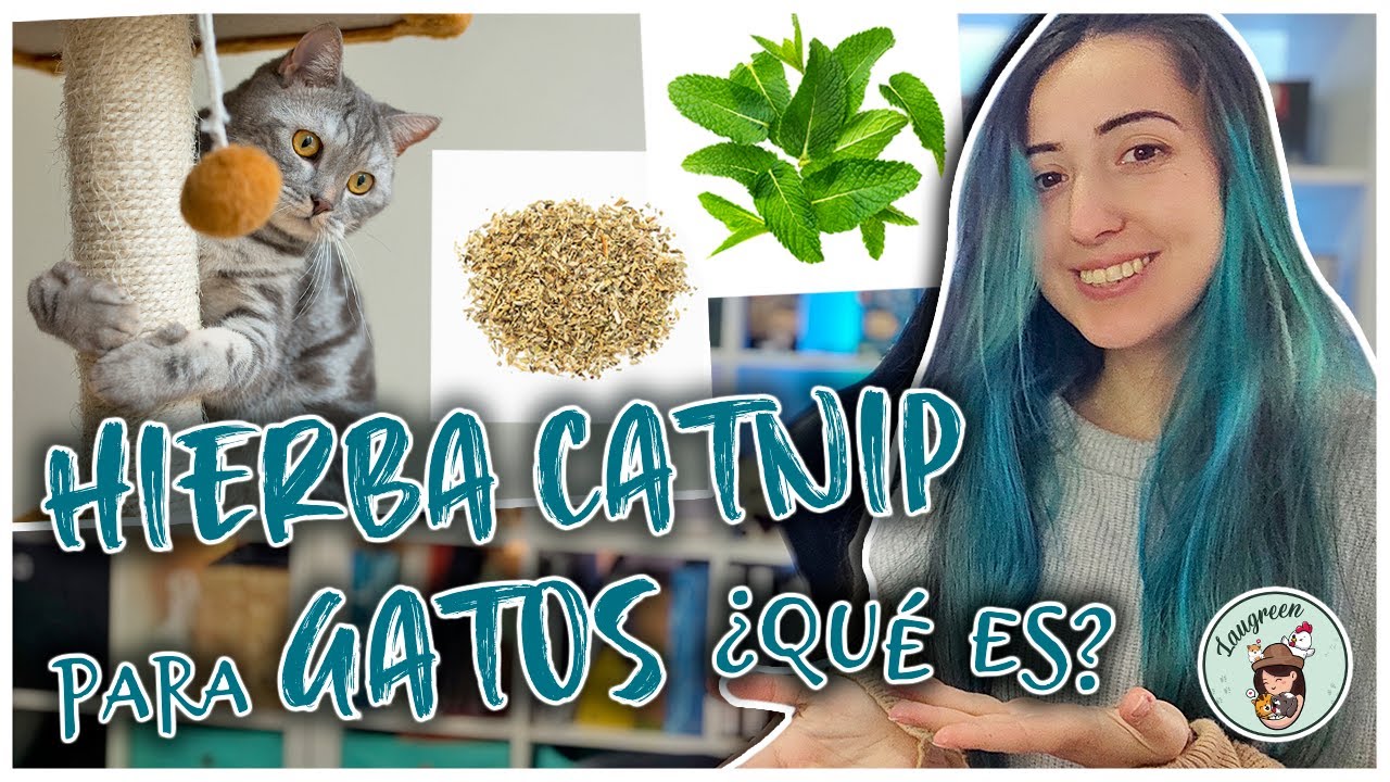 HIERBA para GATOS CATNIP | Qué es y que Beneficios Tiene