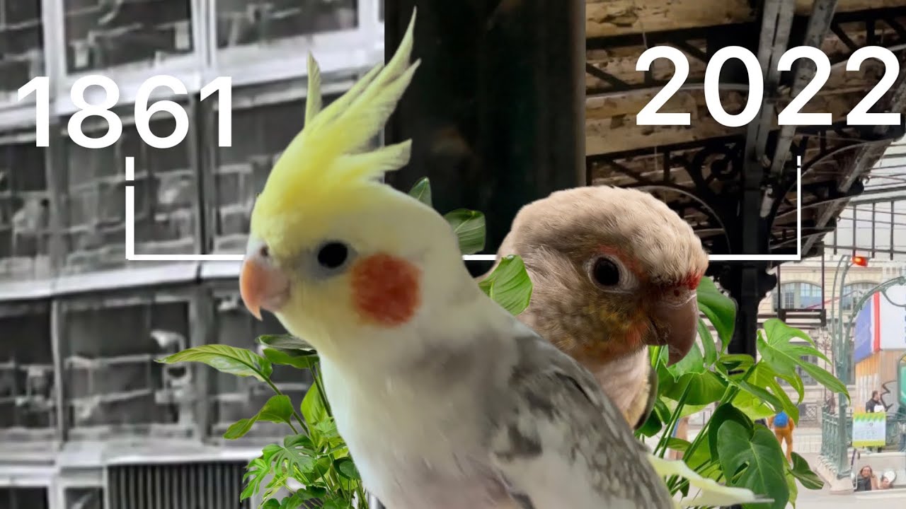 Les dernières heures du MARCHÉ AUX OISEAUX, 161ans d’existence