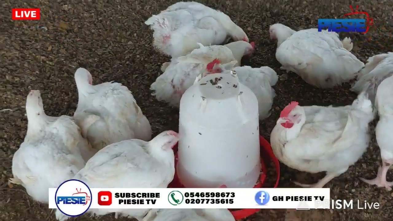 Domfete Nkoko Nkitikiti is ready for market at Berekum West,Bono Region.Call 0247943115 / 0249191820