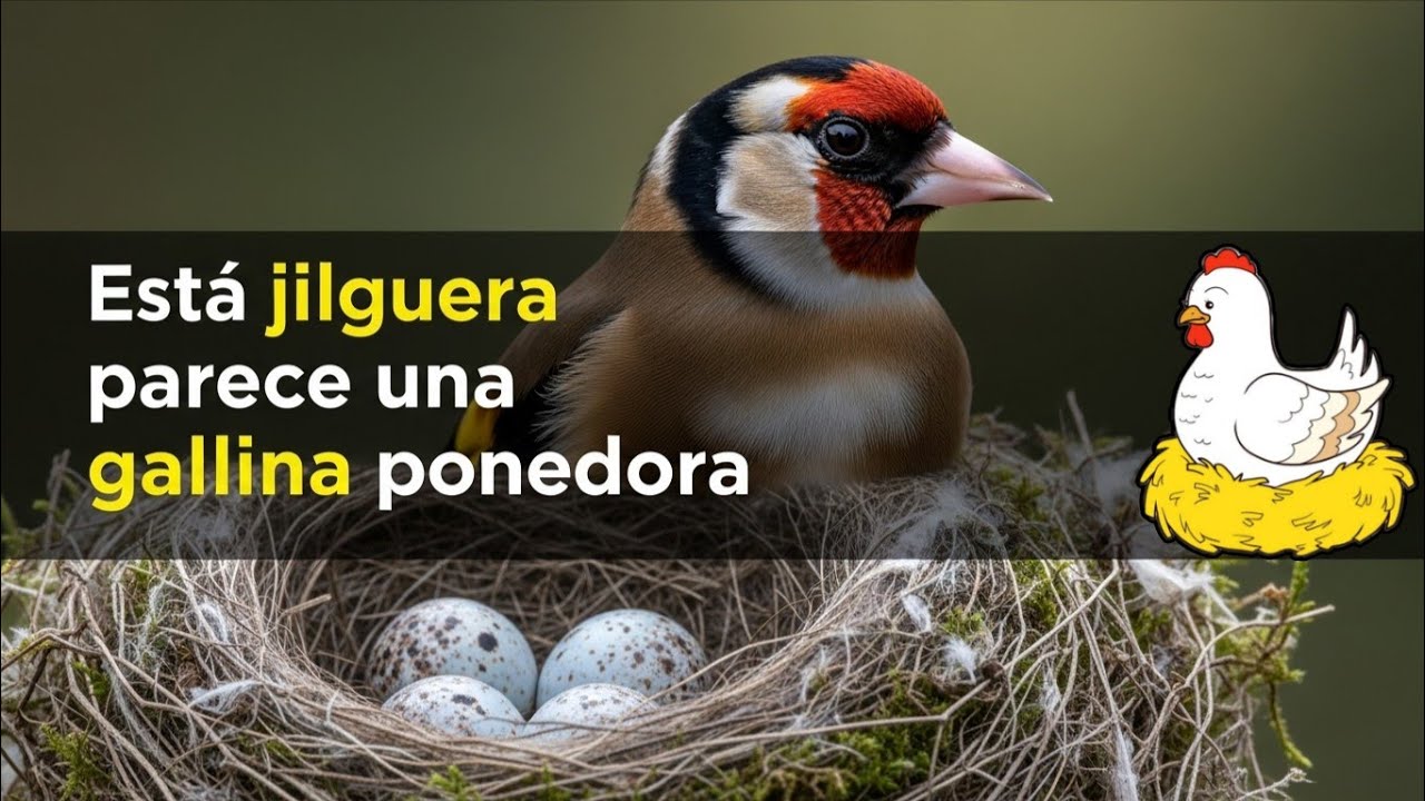 Esta Jilguera Parece una Gallina Ponedora #chardonneret #goldfinch #الحسون #saka