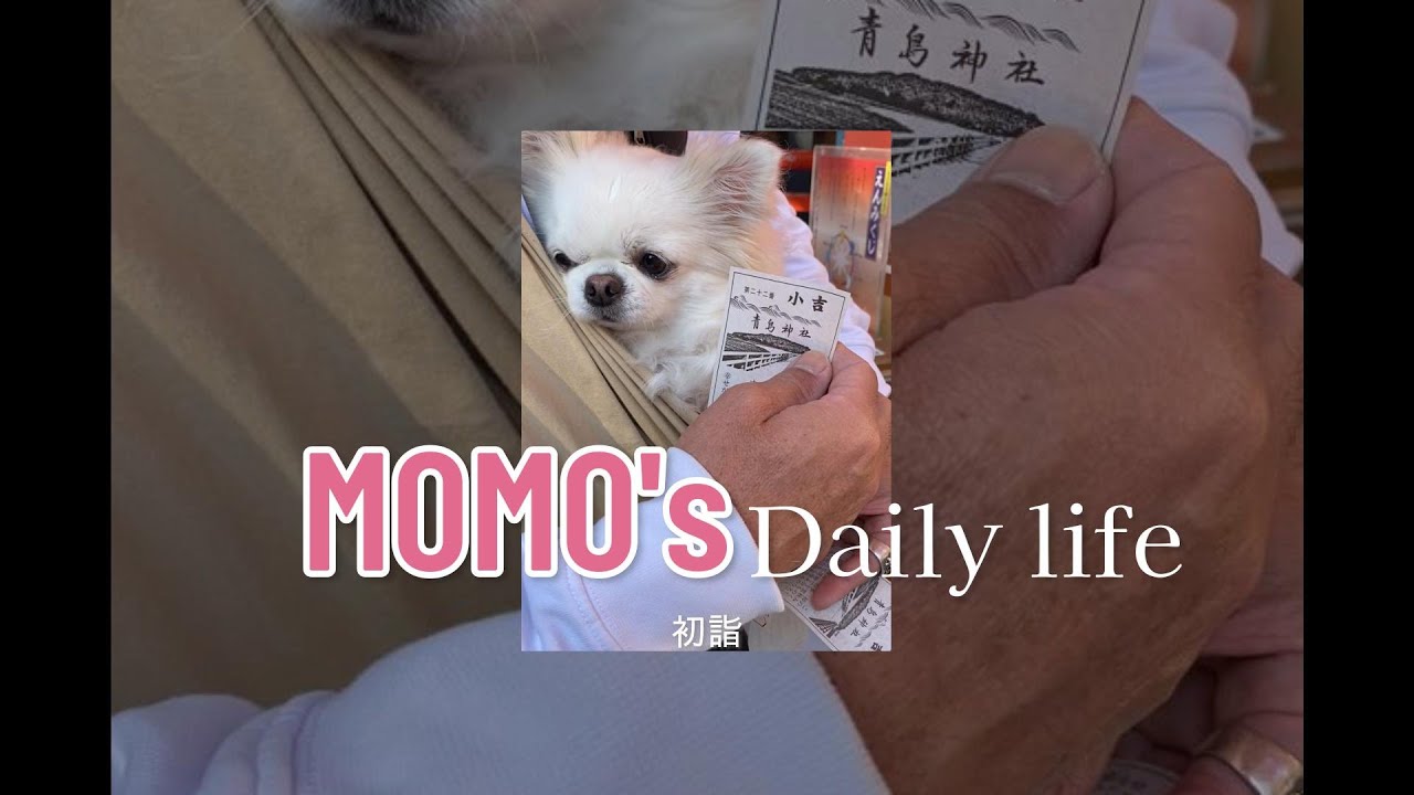 2026年青島神社に初詣に行ったよ【ももちゃんの日常】#チワワ #ももちゃん #pets #初詣 #癒し