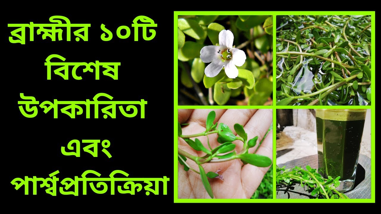 Top 10 Amazing Health Benefits of Bacopa Monnieri || in Bengali ||