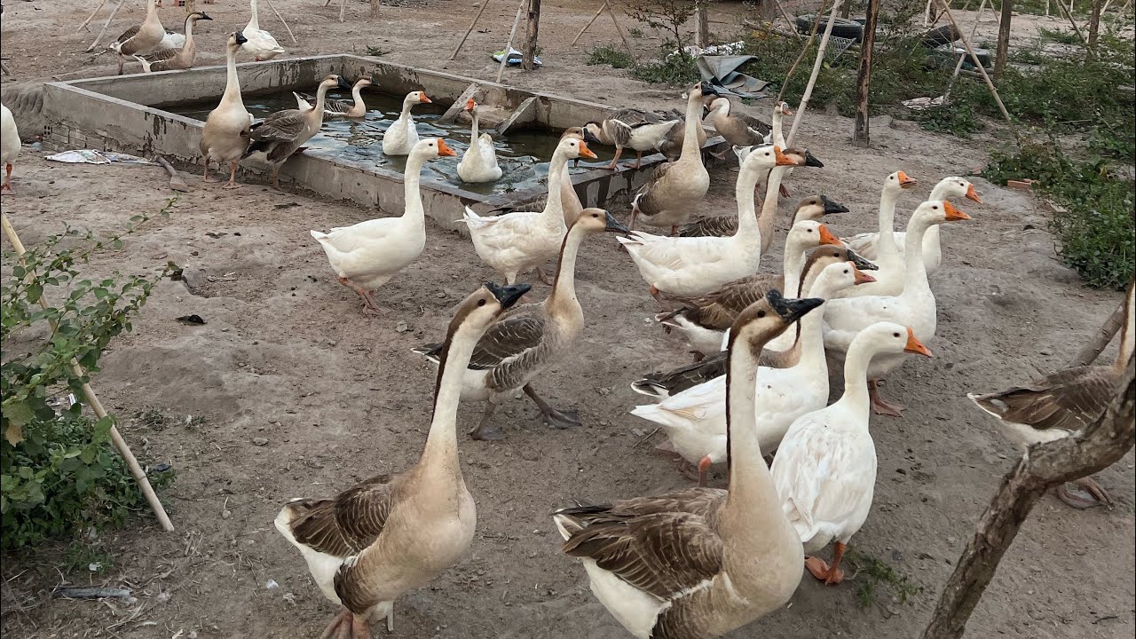 Goose with natural 