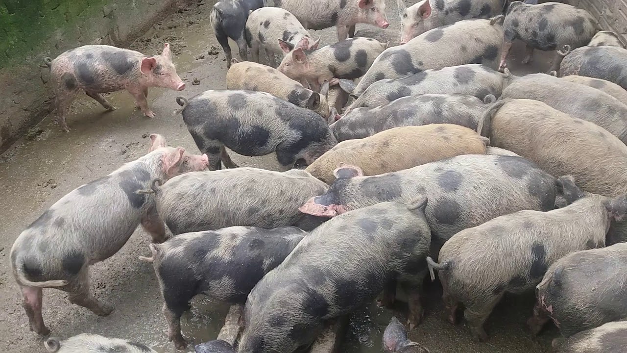 Separei os porquinhos caipira das mães para iniciar o período de engorda e confinamento.