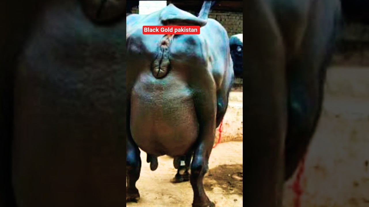 Biggest udder buffalo 💖 #shorts #youtubeshorts