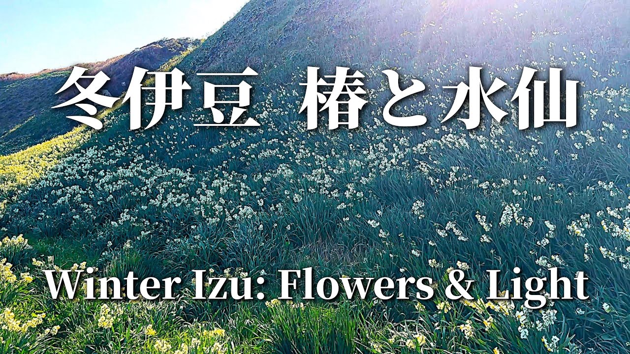 【伊豆一日旅】花と光を巡る冬の伊豆｜朝焼けから黄金の夕陽へ/Izu in One Day | From Sunrise to Golden Sunset /日本の美しい発見@yasu-discover