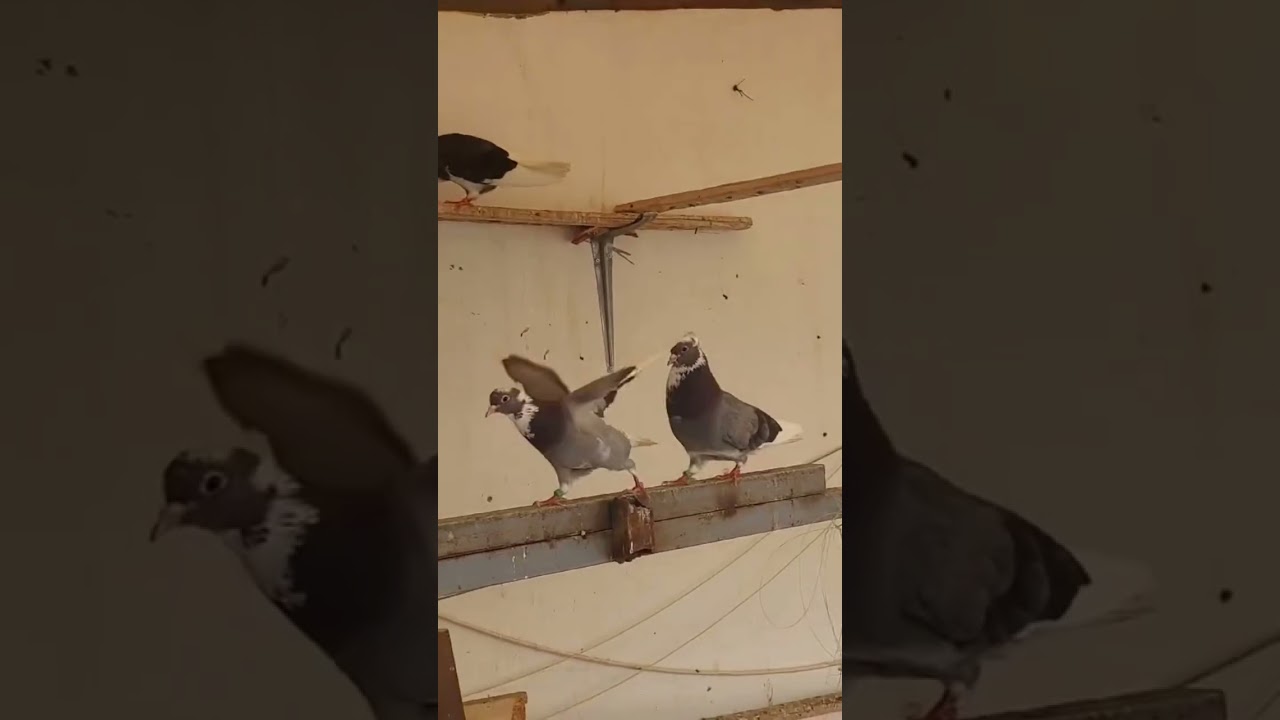 حمام قطيفي سلالة عمرها أكثر من خمسين سنة حمام الأمير الخلوق أبو لمار حسين فتيني