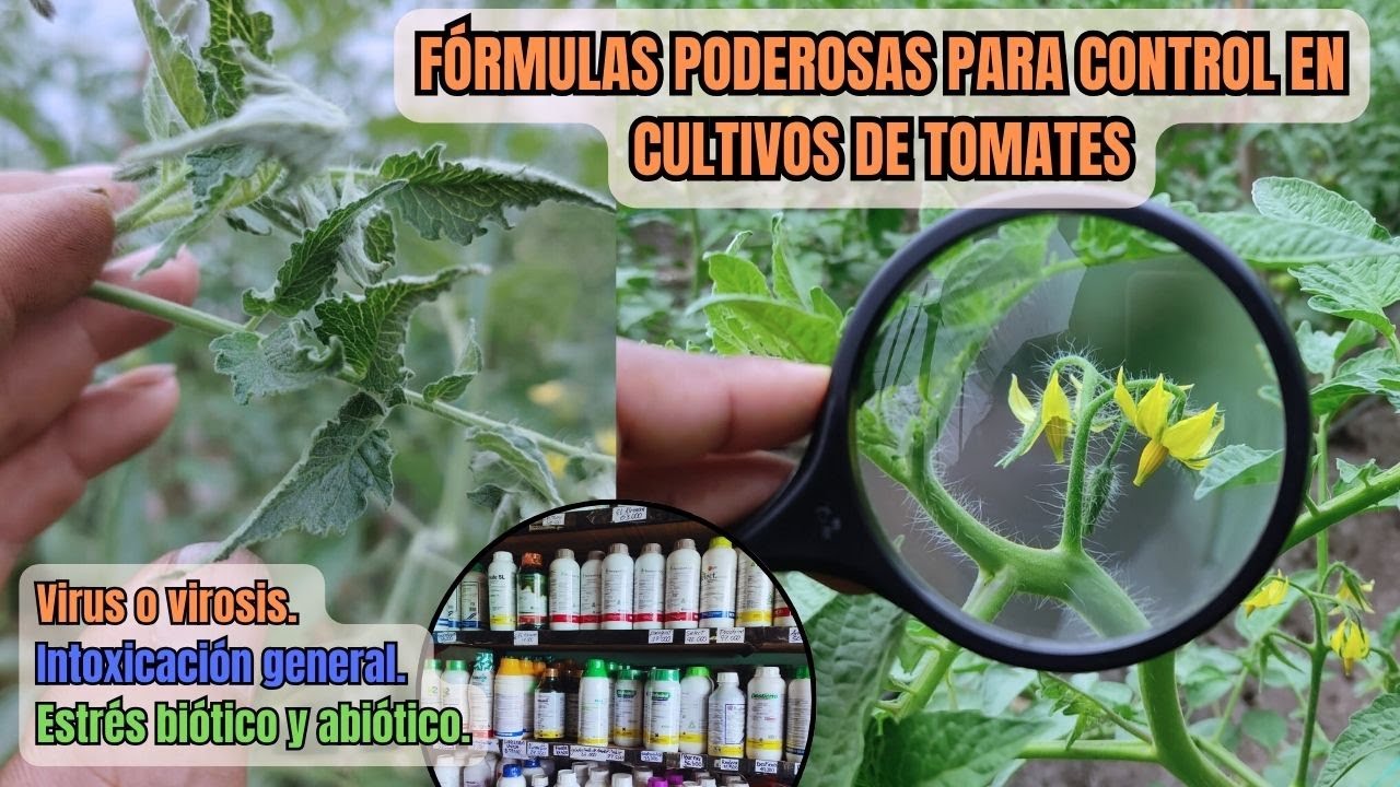 EXPERTO REVELA Secretos Para CONTROL DE VIROSIS con Bioestimulación En Cultivos De Tomates