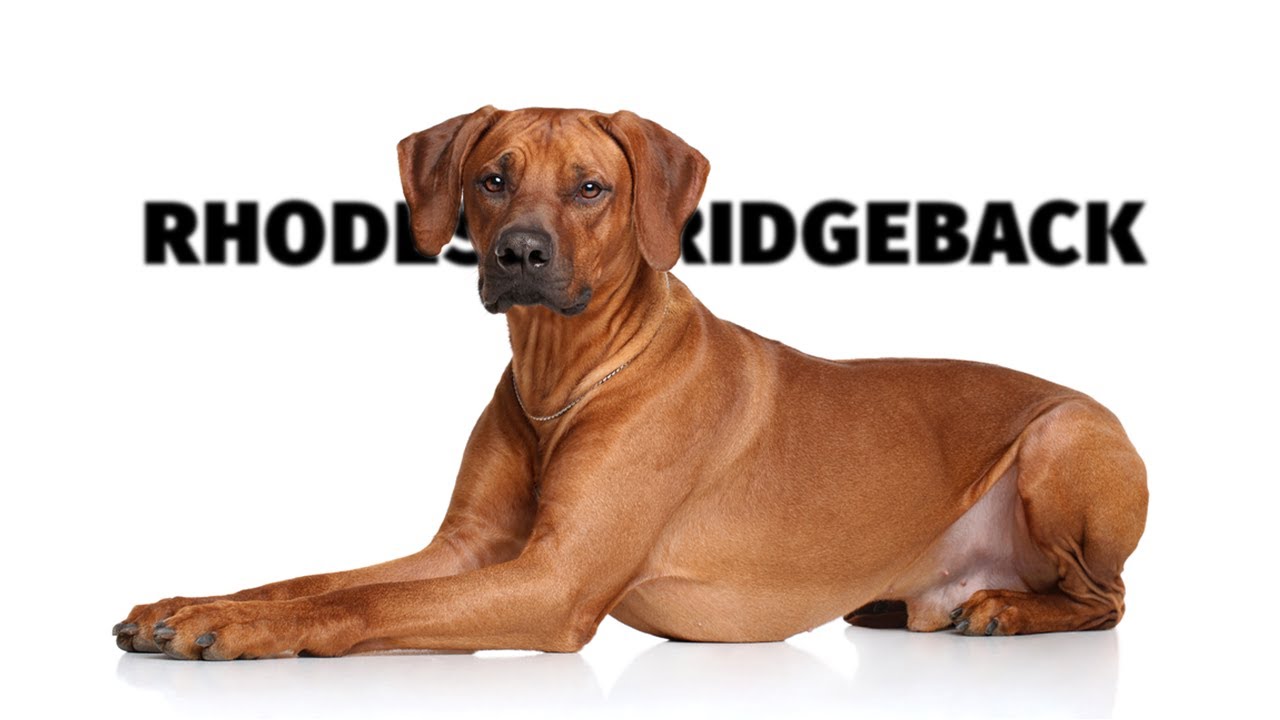Rhodéský ridgeback - Atlas plemen - Tlapka TV