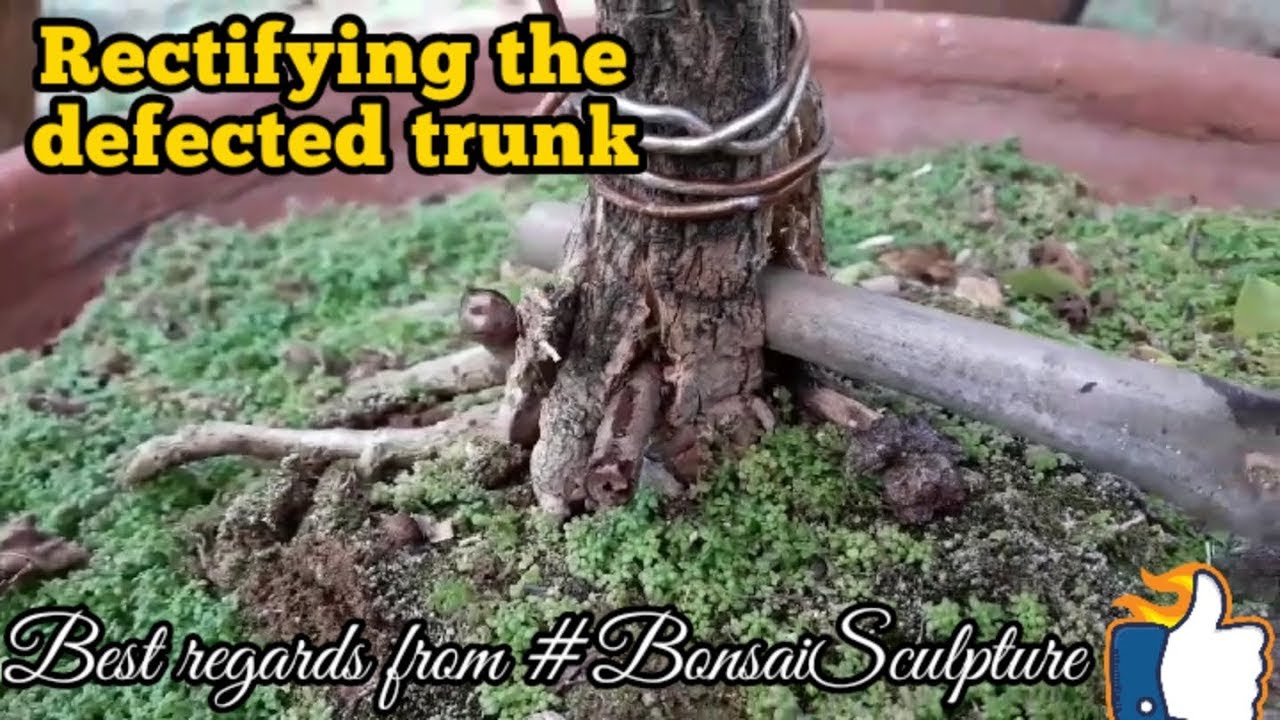How to rectify | bonsai tree | bonsai trunk splitting