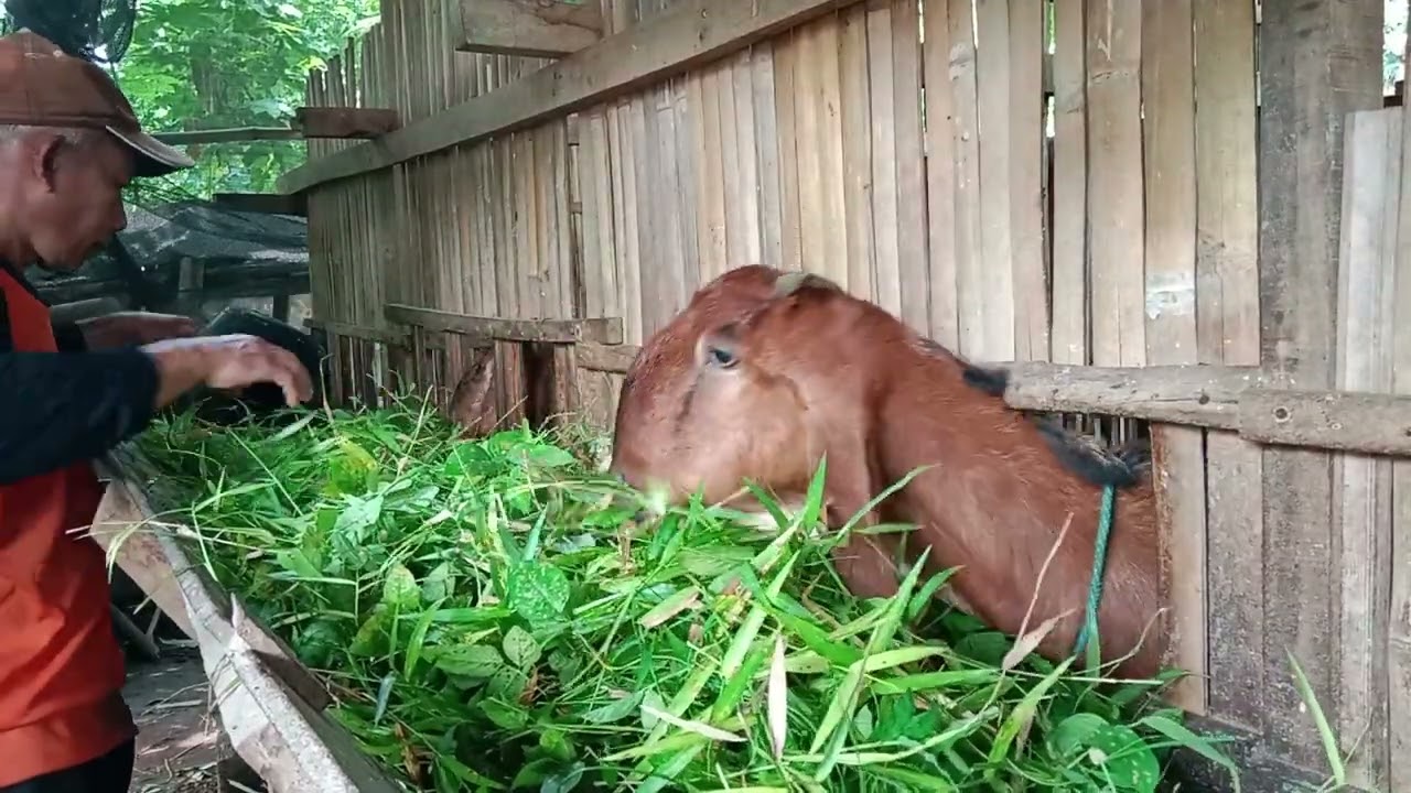 Kambing makan rumput