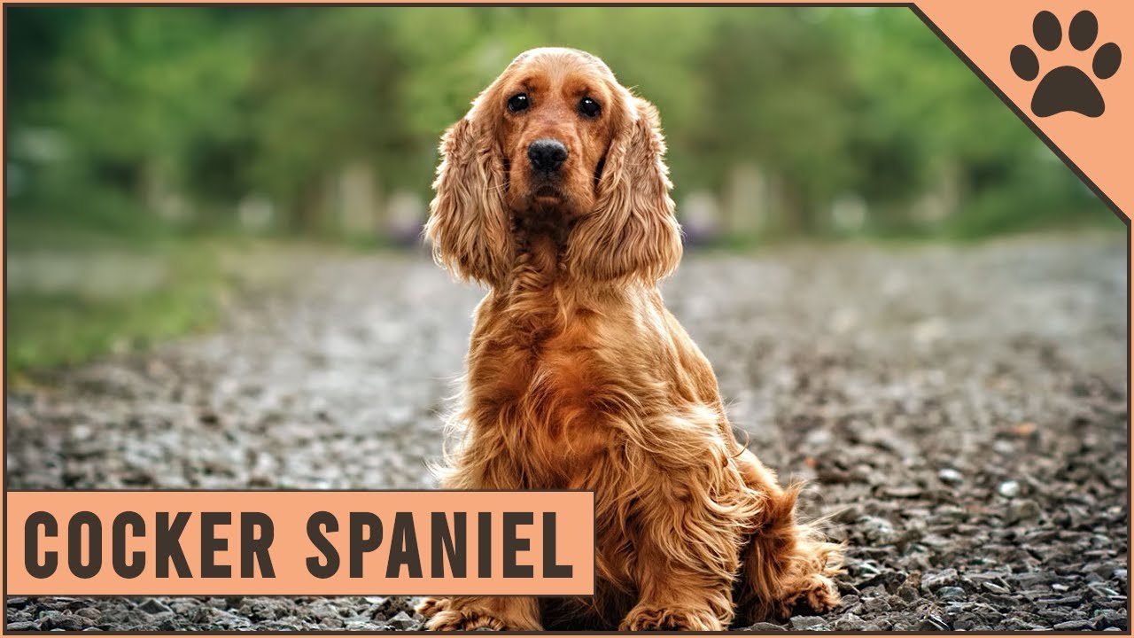 Cocker Spaniel Información De Raza De Perro | Perros Mundo