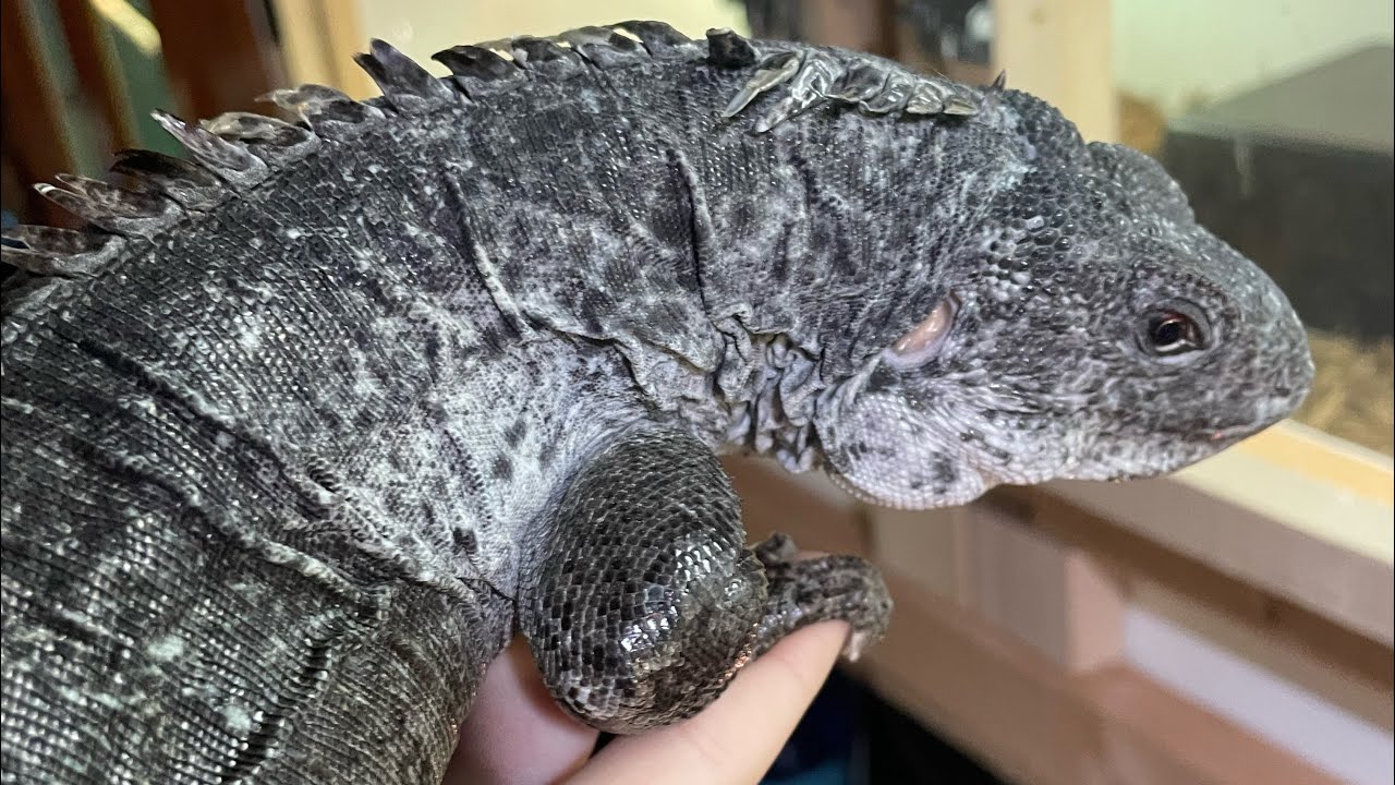Critically Endangered Utila Island Iguanas!!!