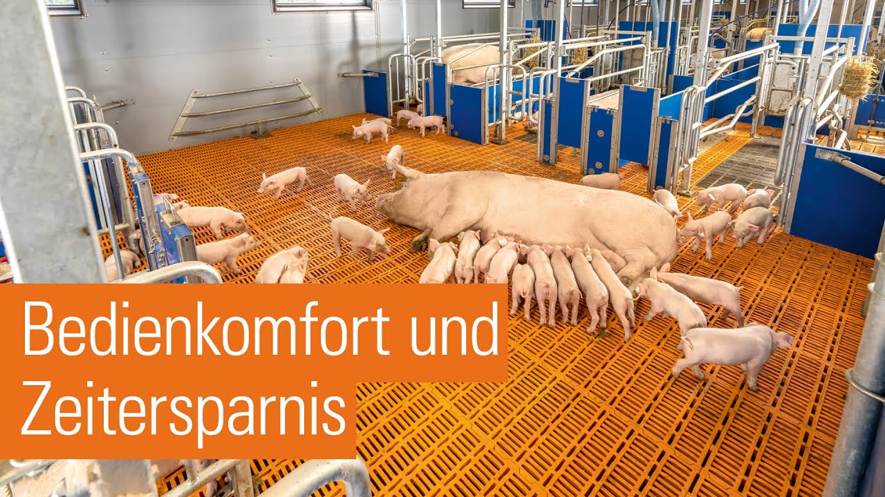 Gruppenhaltung ferkelführender Sauen mit Selbstfangfunktion | AGILO FB