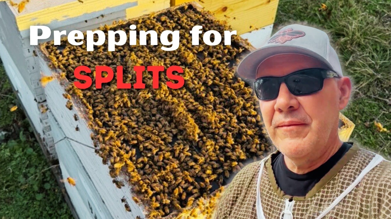 EARLY SPLITS Strategy: What I Check Before Dividing Hives