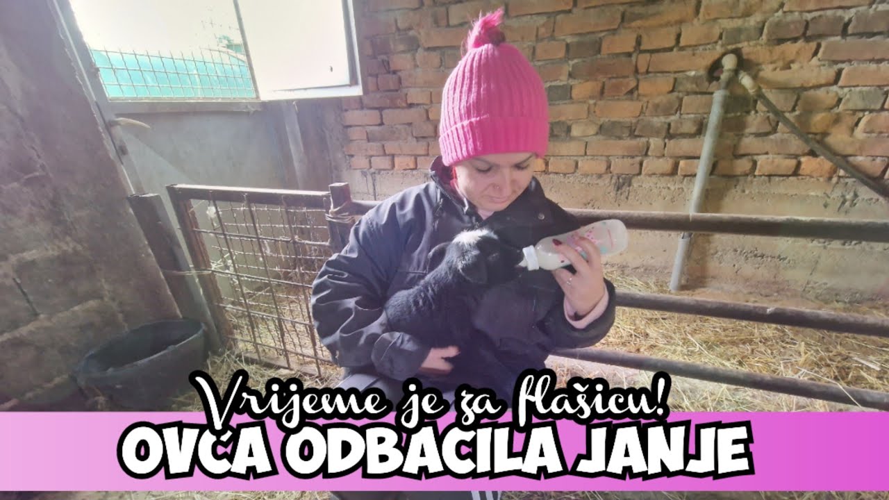 OKOLOKUĆNI POSLOVI #18 - HRANIMO JANJCE NA FLAŠICU, MELJEMO BRAŠNO, ČISTIMO ŠTALU I SVINJCE!!