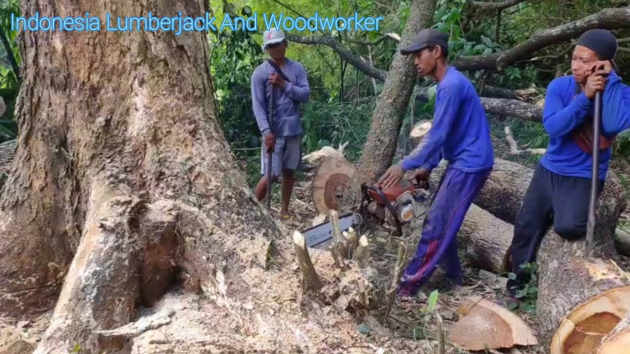 Tebang pohon trembesi belakang rumah warga yang dekat dengan PEMAKAMAN #Mryanto#stihl #ms070 #ms660
